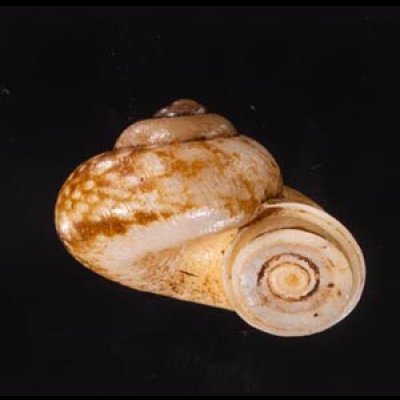 セレベスのアツブタガイの一種 Cyclotus politusfig.2