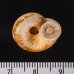 セレベスのアツブタガイの一種 Cyclotus politusfig.3