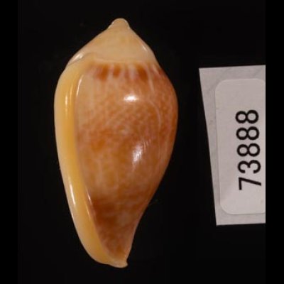 サテンヘリトリ Marginella irroratafig.3