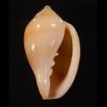 Marginella irrorata サテンヘリトリ