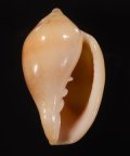 Marginella irrorata サテンヘリトリ