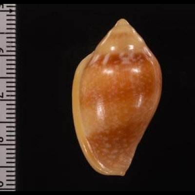 サテンヘリトリ Marginella irroratafig.2