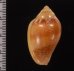 サテンヘリトリ Marginella irroratafig.2