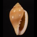 Marginella irrorata サテンヘリトリ