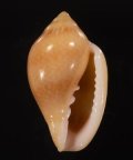 Marginella irrorata サテンヘリトリ