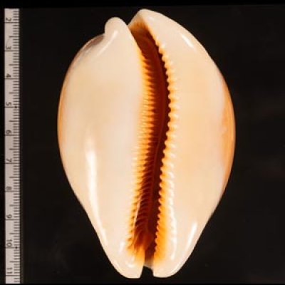ナンヨウダカラ Lyncina aurantiumfig.2