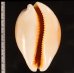 ナンヨウダカラ Lyncina aurantiumfig.2