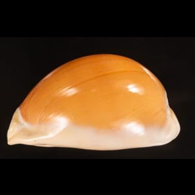 ナンヨウダカラ Lyncina aurantiumfig.3