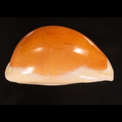 ナンヨウダカラ Lyncina aurantiumfig.4