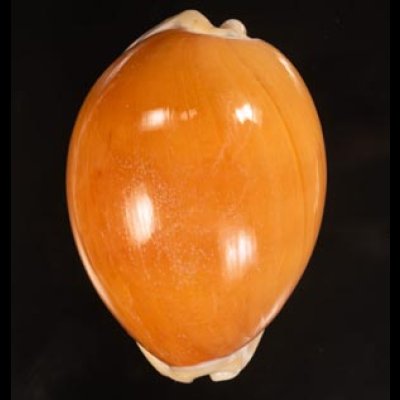ナンヨウダカラ Lyncina aurantiumfig.1
