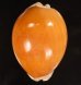 ナンヨウダカラ Lyncina aurantiumfig.1