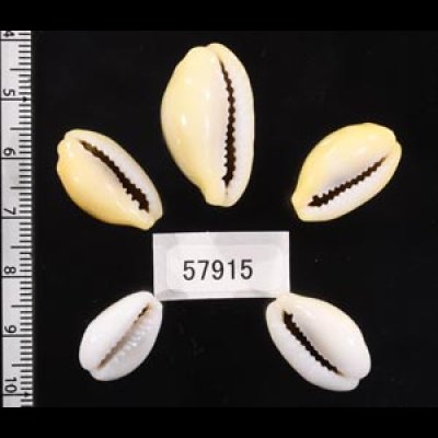 アフリカキイロダカラ Erosaria moneta icterinafig.2