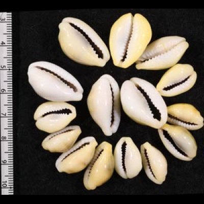 アフリカキイロダカラ Erosaria moneta icterinafig.2
