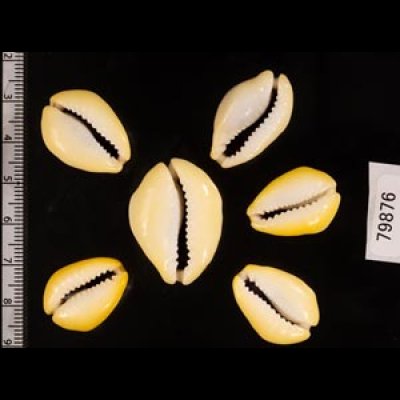 アフリカキイロダカラ Erosaria moneta icterinafig.2
