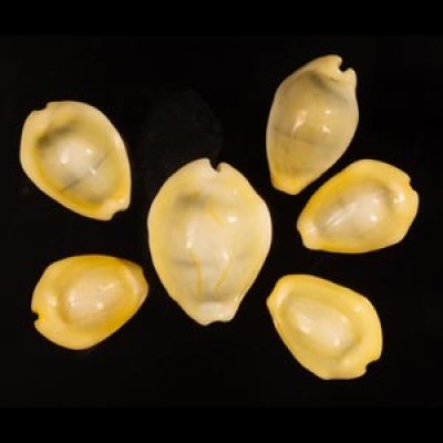 アフリカキイロダカラ Erosaria moneta icterinafig.1