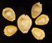 アフリカキイロダカラ Erosaria moneta icterinafig.1