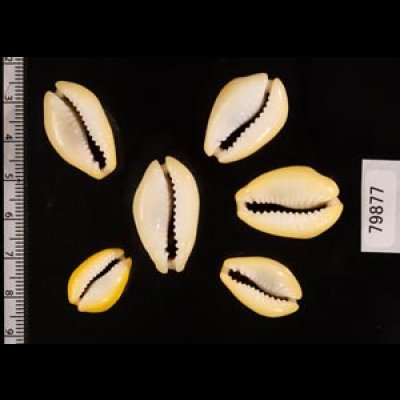 アフリカキイロダカラ Erosaria moneta icterinafig.2