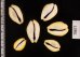 アフリカキイロダカラ Erosaria moneta icterinafig.2
