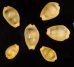 アフリカキイロダカラ Erosaria moneta icterinafig.1
