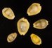 アフリカキイロダカラ Erosaria moneta icterinafig.1