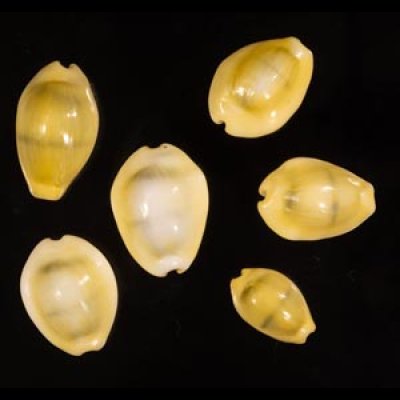 アフリカキイロダカラ Erosaria moneta icterinafig.1