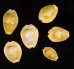 アフリカキイロダカラ Erosaria moneta icterinafig.1