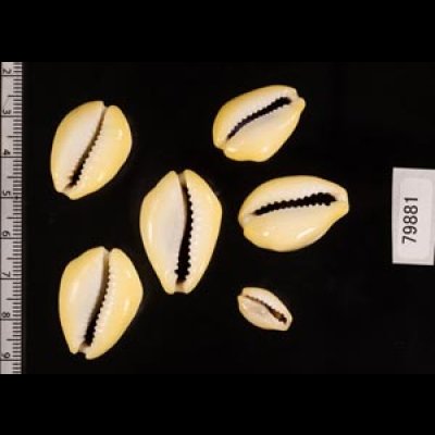 アフリカキイロダカラ Erosaria moneta icterinafig.2
