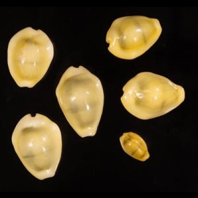 アフリカキイロダカラ Erosaria moneta icterinafig.1
