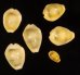 アフリカキイロダカラ Erosaria moneta icterinafig.1