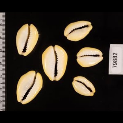 アフリカキイロダカラ Erosaria moneta icterinafig.2