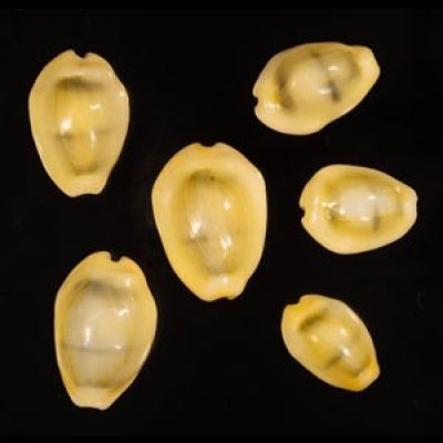 アフリカキイロダカラ Erosaria moneta icterinafig.1