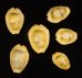 アフリカキイロダカラ Erosaria moneta icterinafig.1