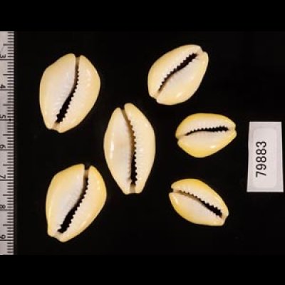アフリカキイロダカラ Erosaria moneta icterinafig.2