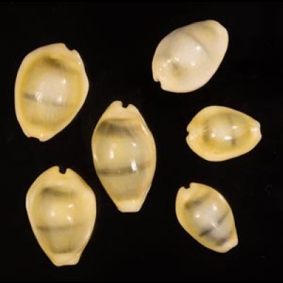 アフリカキイロダカラ Erosaria moneta icterinafig.1