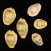 アフリカキイロダカラ Erosaria moneta icterinafig.1