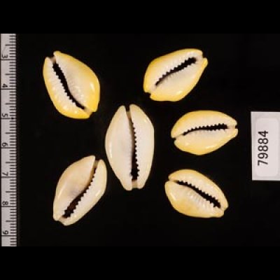 アフリカキイロダカラ Erosaria moneta icterinafig.2
