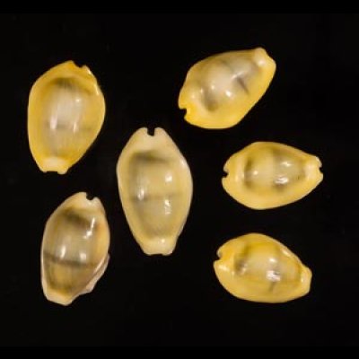 アフリカキイロダカラ Erosaria moneta icterinafig.1