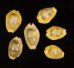 アフリカキイロダカラ Erosaria moneta icterinafig.1