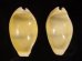 アフリカキイロダカラ Erosaria moneta icterinafig.1