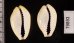 アフリカキイロダカラ Erosaria moneta icterinafig.2