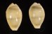 アフリカキイロダカラ Erosaria moneta icterinafig.1