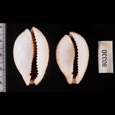 ラマルクダカラのインド洋の型 Erosaria lamarcki aquiloniafig.2