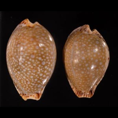 ラマルクダカラのインド洋の型 Erosaria lamarcki aquiloniafig.1