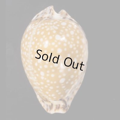 画像1: ラマルクダカラ