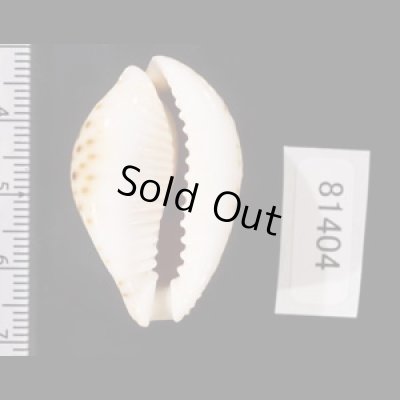 画像2: ラマルクダカラ