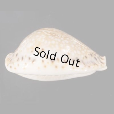 画像3: ラマルクダカラ