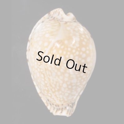 画像1: ラマルクダカラ