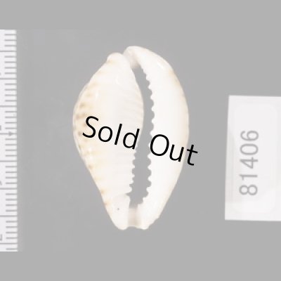 画像2: ラマルクダカラ