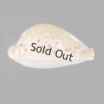 画像3: ラマルクダカラ