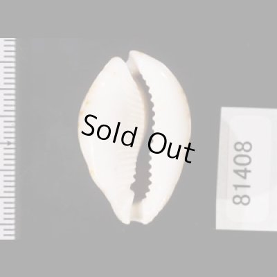 画像2: ラマルクダカラ